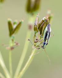 Attēlu rezultāti vaicājumam “Stenotus binotatus male”