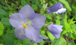Attēlu rezultāti vaicājumam “Polemonium caeruleum flower”