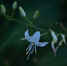 Attēlu rezultāti vaicājumam “Anthericum ramosum”