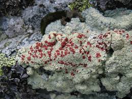 Attēlu rezultāti vaicājumam “Ophiotheca sp.”