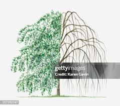 Attēlu rezultāti vaicājumam “Fraxinus excelsior Pendula”