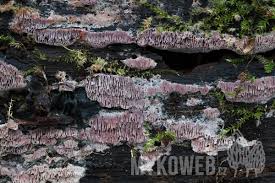 Attēlu rezultāti vaicājumam “Ceriporia excelsa”