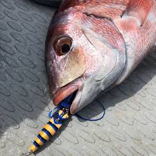 Image result for Pagrus pagrus