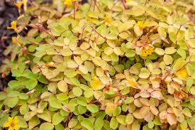 Attēlu rezultāti vaicājumam “Oxalis corniculata fruit”