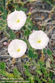 Attēlu rezultāti vaicājumam “Convolvulus arvensis flower”