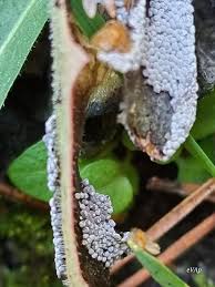 Attēlu rezultāti vaicājumam “Physarum murinum spores”