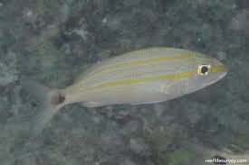 Image result for Haemulon aurolineatum