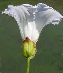 Attēlu rezultāti vaicājumam “Calystegia sepium fruit”