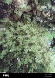 Attēlu rezultāti vaicājumam “Mnium stellare”