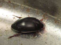 Attēlu rezultāti vaicājumam “Rhantus frontalis”