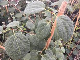 Attēlu rezultāti vaicājumam “Cercidiphyllum japonicum fruit”