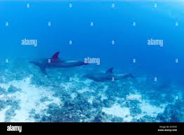 Image result for Dolphin Sub Aqua