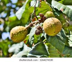 Attēlu rezultāti vaicājumam “Aesculus hippocastanum fruit”
