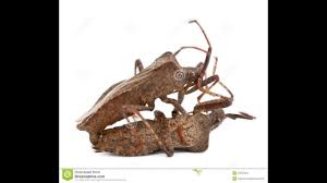 Attēlu rezultāti vaicājumam “Coreus marginatus imago”