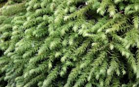 Attēlu rezultāti vaicājumam “Anomodon viticulosus sporophyte”