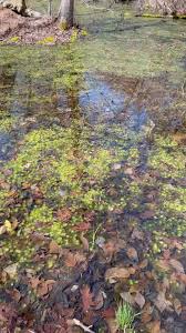 Attēlu rezultāti vaicājumam “Syntrichia virescens”