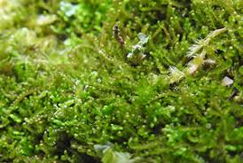 Attēlu rezultāti vaicājumam “Anastrophyllum minutum”