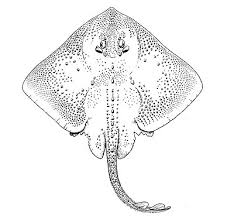 Image result for Amblyraja radiata