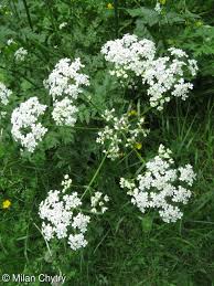 Attēlu rezultāti vaicājumam “Anthriscus sylvestris bud”