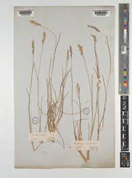 Attēlu rezultāti vaicājumam “Danthonia decumbens”