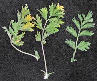 Attēlu rezultāti vaicājumam “Potentilla supina leaf”