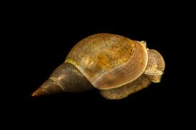 Attēlu rezultāti vaicājumam “Lymnaea stagnalis”