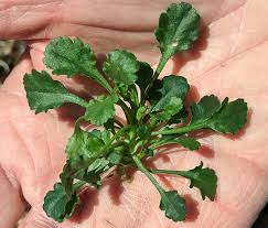Attēlu rezultāti vaicājumam “Leucanthemum vulgare leaf”