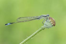 Attēlu rezultāti vaicājumam “Ischnura elegans”