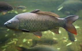 Image result for Cyprinus carpio