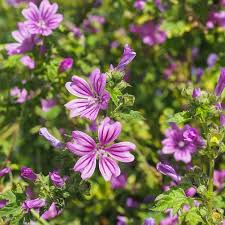 Image result for Malva sylvestris 'Zebrina'