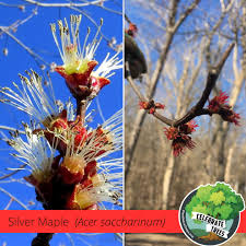 Attēlu rezultāti vaicājumam “Acer saccharinum flower”