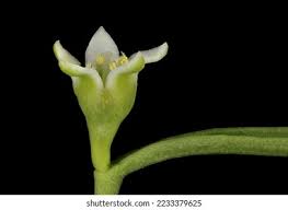 Attēlu rezultāti vaicājumam “Thesium ebracteatum”