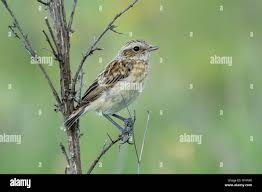 Attēlu rezultāti vaicājumam “Saxicola rubetra juvenile”