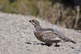 Attēlu rezultāti vaicājumam “Tetrastes bonasia”