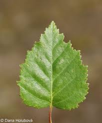 Attēlu rezultāti vaicājumam “Betula pubescens”