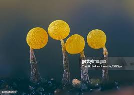 Attēlu rezultāti vaicājumam “Physarum contextum sessile”