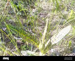 Attēlu rezultāti vaicājumam “Dactylorhiza majalis subsp. baltica bud”