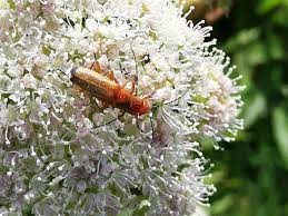 Attēlu rezultāti vaicājumam “Angelica sylvestris fruit”