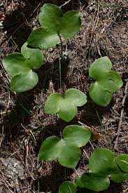 Attēlu rezultāti vaicājumam “Hepatica nobilis leaf”