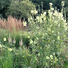 Image result for Alcea rugosa