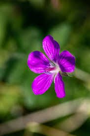 Attēlu rezultāti vaicājumam “Geranium palustre flower”