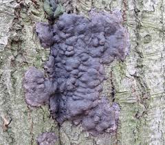 Attēlu rezultāti vaicājumam “Kretzschmaria deusta”