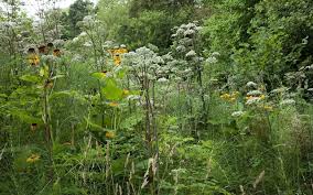 Attēlu rezultāti vaicājumam “Angelica palustris flower”