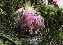 Attēlu rezultāti vaicājumam “Clavulina amethystina”