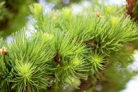 Attēlu rezultāti vaicājumam “Larix kaempferi fruit”