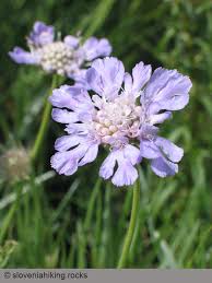 Attēlu rezultāti vaicājumam “Dipsacaceae”