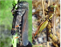 Attēlu rezultāti vaicājumam “Entomophaga grylli”