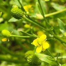 Attēlu rezultāti vaicājumam “Ranunculus sceleratus leaf”