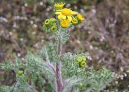 Attēlu rezultāti vaicājumam “Senecio vulgaris flower”