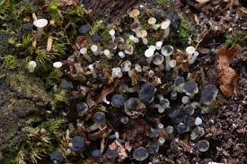 Attēlu rezultāti vaicājumam “Cudoniella acicularis”